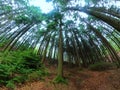 Extreme wide angle upwards shot in a forest, magnificent view to the colorful canopy with summer foliage colors and blue sky. Royalty Free Stock Photo