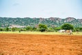 extreme wide shot of indian farmers busy working or ploughing with cattles at agricultural farmland near mountains -