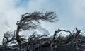 Wind and bent trees