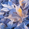 Extreme winter beauty Frost covered leaves in a tranquil snowy setting Royalty Free Stock Photo