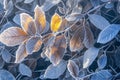 Extreme winter beauty Frost covered leaves in a tranquil snowy setting Royalty Free Stock Photo