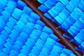 Extreme 10x magnification of Morpho Rhetenor Cacica butterfly wing
