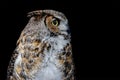 Portrait of a Great Horned Owl from the profile on the black backround. Bubo virginianus Royalty Free Stock Photo