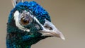 Extremely close profile photo of Indian peafowl Pavo cristatus Royalty Free Stock Photo