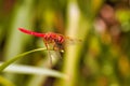 Extreme close-up side view of a bright red dragonfly. Royalty Free Stock Photo