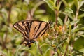 Extreme close-up side view of a yellow swallowtail butterfly.