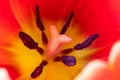 Extremely close up of beautiful red tulip, view from above, full frame