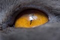 Extremely close-up of cat eye