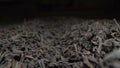 extremely close-up, detailed. background of scattered black leaf tea Royalty Free Stock Photo