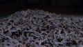 extremely close-up, detailed. background of scattered black leaf tea Royalty Free Stock Photo