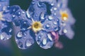 Extremely close up of forget-me-not flower top view macro photo. Tiny water drops