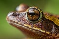 an extremely close up macro shot of a dart frogs eye, extremely zoomed in on the dart frogs eye and the skin texture, highly