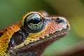 an extremely close up macro shot of a dart frogs eye, extremely zoomed in on the dart frogs eye and the skin texture, highly