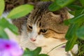 Extremely close up of munchkin cat`s face hiding in the green garden