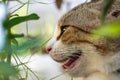 Extremely close up of munchkin cat`s face hiding in the green garden.Its mouth is open to release heat Royalty Free Stock Photo