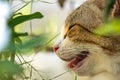 Extremely close up of munchkin cat`s face hiding in the green garden.It seem to be very happy Royalty Free Stock Photo