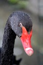 Black swan lose up photo Royalty Free Stock Photo