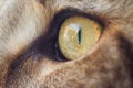Extremely close-up portrait of domestic tricolor tabby Maine Coon cat. Close-up photo of Maine Coon cat eye Royalty Free Stock Photo