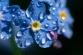Extremely close up view of forget-me-not flower on bright sunlight with glowing water droplets on petals