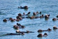 A colony of sea otters resting inthe ocean in Moss Landing, California. Royalty Free Stock Photo