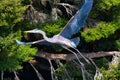 Great blue heron taking flight from a tree. Royalty Free Stock Photo