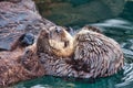 Close-up photo of a a mother otter and her pup. Royalty Free Stock Photo