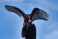 Extreme close-up view of two california condors mating..