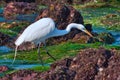 Extreme close-up view of a white egret hunting for food near the shore.