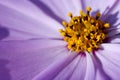 Extremely closeup flower