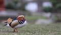 Extremely colorful duck,mandarin Royalty Free Stock Photo