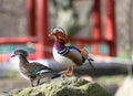 Extremely colorful duck,mandarin male on the rock Royalty Free Stock Photo