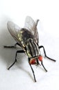 Extremely Detailed Closeup of a Housefly Royalty Free Stock Photo