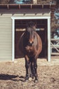 Extremely fat mare horse standing in the paddock in spring landscape Royalty Free Stock Photo