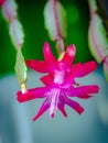 Extremely fine detailed macro closeup photo of a pink red Schlumbergera flower Royalty Free Stock Photo