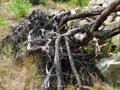 Extremely gnarled roots, dry shrubs and sandstones. Root king Root network extremely rooted. root system in the heath