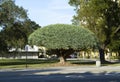 Extremely large Dragon tree growing in an urban setting