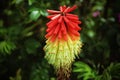 An extremely rare image of a torch lily flower