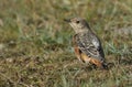 An extremely rare juvenile Rock Thrush Monticola saxatilis hunting for food in the grass in Wales, UK.