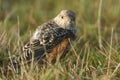 An extremely rare juvenile Rock Thrush Monticola saxatilis hunting for food in the grass in Wales, UK.