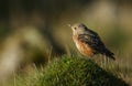 An extremely rare juvenile Rock Thrush Monticola saxatilis perched on a mossy mound in Wales, UK.