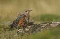 An extremely rare juvenile Rock Thrush Monticola saxatilis perched on a rock in Wales, UK. Royalty Free Stock Photo