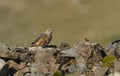 An extremely rare juvenile Rock Thrush Monticola saxatilis perched on top of a pile of rocks in Wales, UK.
