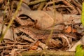 Saint Lucia Whiptail Lizard Royalty Free Stock Photo