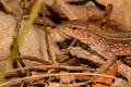 Saint Lucia Whiptail Lizard Royalty Free Stock Photo