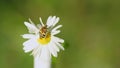 An extremely rare Trichius fasciatus eating pollen from daisy flower. Insect life.