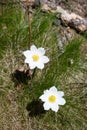 Extremely rare white flower