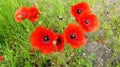 Extremely red Pierrot poppies . Photographed from a bird\'s eye view . Lots of flowers next to each other . Top view .