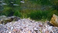 Extremely shallow water of breaking wave zone, green algae grow on stones, summer rich biodiversity in low salinity saltwater