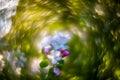 extremely Swirly Bokeh of apple tree