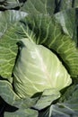 Pointed type of cabbage on a vegetable garden Royalty Free Stock Photo